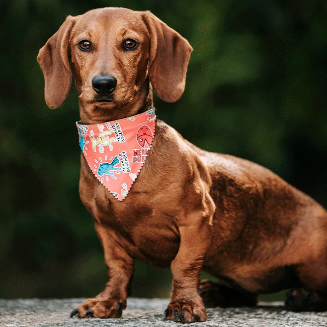 Tienda y Peluquería Canina