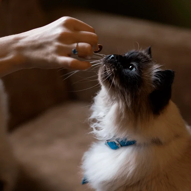 Tienda y Peluquería Canina